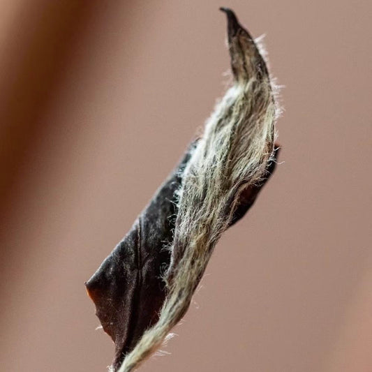 Sliver White Needle (250g)