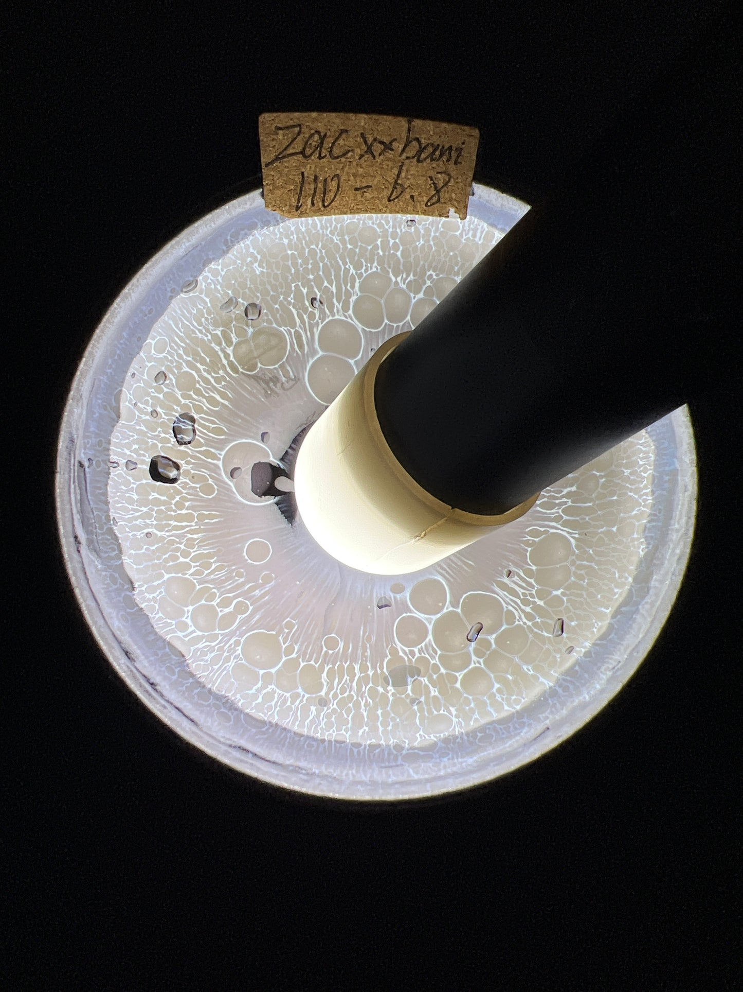 Zacxxxani (December)