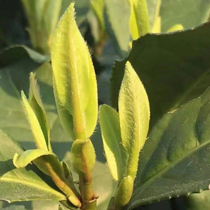 Long Jing Green Tea (50g)